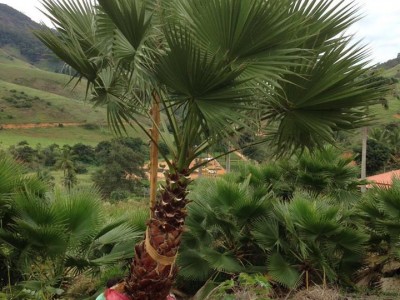 Palmeira Washingtonia