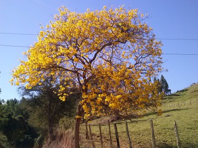 Ipê Amarelo